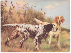 Vintage calendar/poster prints of dogs